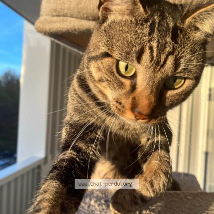 Photo 1/1 Bono Chat perdu à Strasbourg