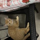 Photo de chat perdu à Mulhouse