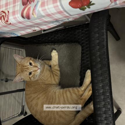 Photo 1/1 Vaska Chat perdu à Mulhouse