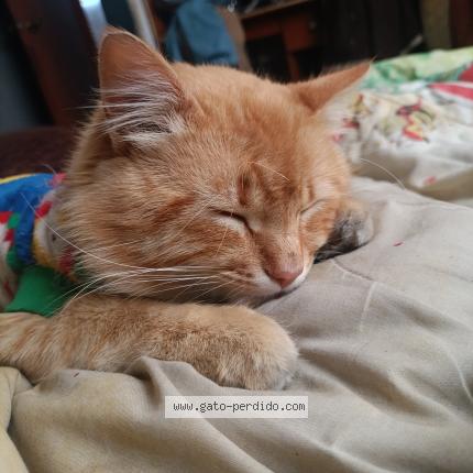 Photo 1/1 Soks Chat perdu à Toluca