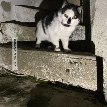 Photo 1/1 Chat trouvé Trouvé à Neuille pont pierre