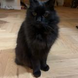 Photo de chat perdu à Saint Michel Sur Orge