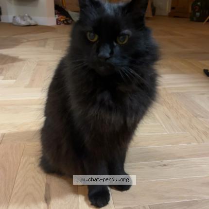 Photo 1/1 Gecko Chat perdu à Saint michel sur orge