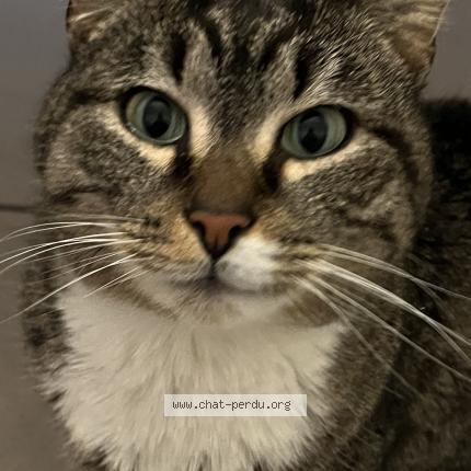 Photo 1/1 Chat retrouvé Perdu à Luxembourg