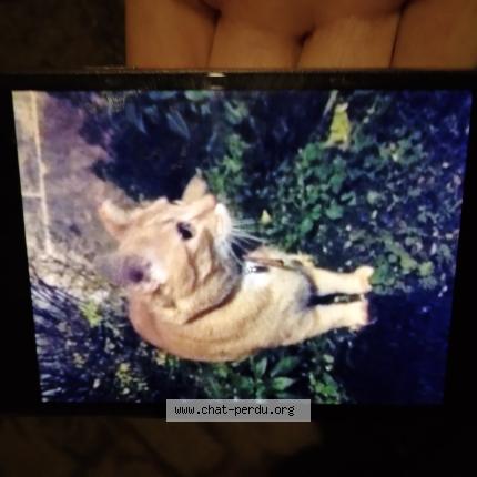 Photo 1/1 Chat trouvé Trouvé à Poitiers