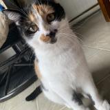 Photo de chat perdu à Saint Jean Sur Richelieu