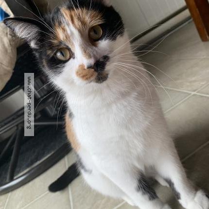 Photo 1/1 Ryku Chat perdu à Saint jean sur richelieu