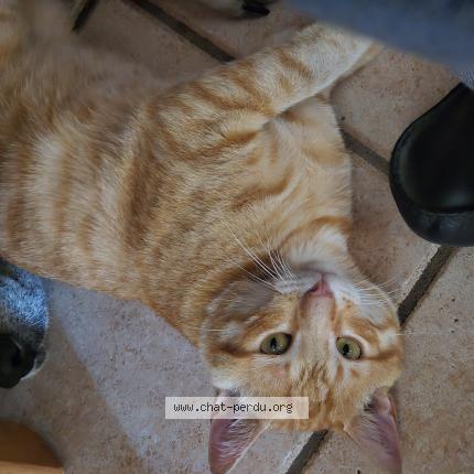 Photo 1/1 Chat retrouvé Perdu à Tartas