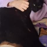 Photo de chat perdu à Pionnat