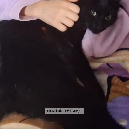 Photo 1/1 ROSA Chat perdu à Pionnat