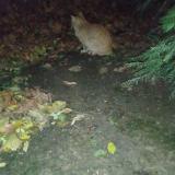 Photo de chat trouvé à Paris