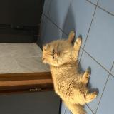 Photo de chat trouvé à Malakoff