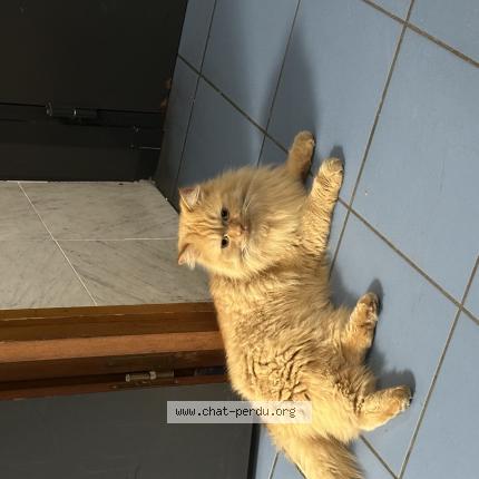 Photo 1/1 Chat trouvé Trouvé à Malakoff