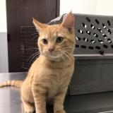 Photo de chat perdu à Houston