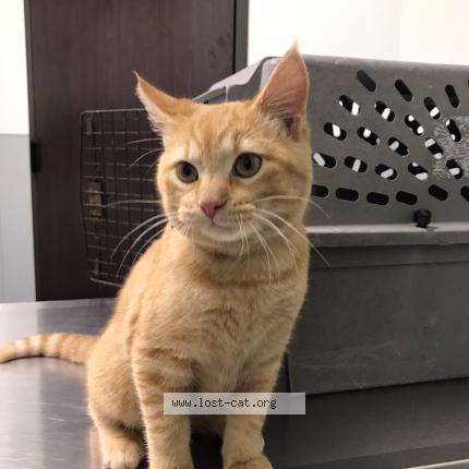 Photo 1/1 Flounder Chat perdu à Houston