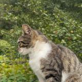 Photo de chat perdu à Triembach Au Val