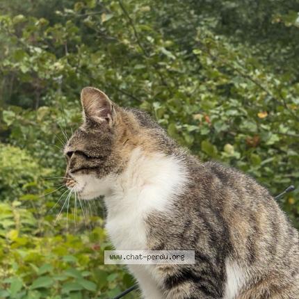 Photo 1/1 Star Chat perdu à Triembach au val