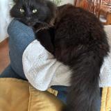 Photo de chat perdu à Narbonne