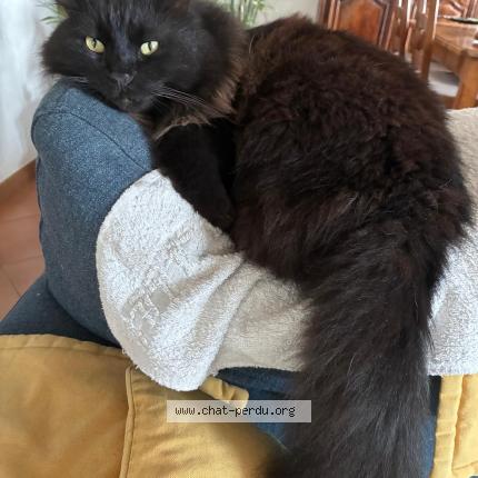 Photo 1/1 Roméo Chat perdu à Narbonne