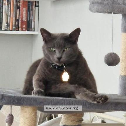 Photo 1/1 Mya Chat perdu à Ribarrouy