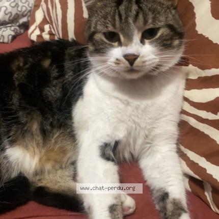 Photo 1/1 Kitten Chat perdu à Roubaix