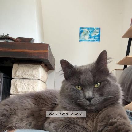 Photo 1/1 Mooky Chat perdu à Courtenay