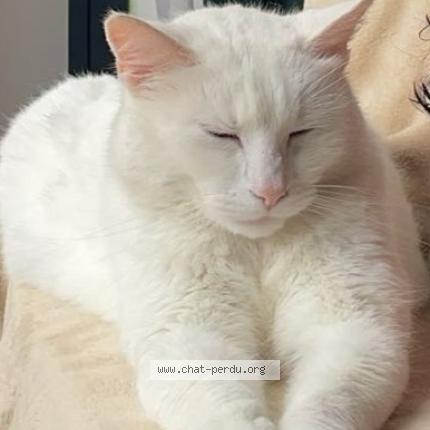 Photo 1/1 Chat retrouvé Perdu à Landerneau