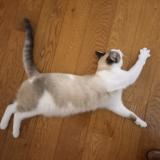 Photo de chat perdu à Wavre Bois Pres De Ven De Saras