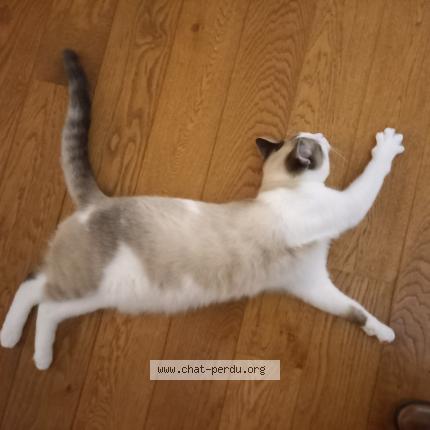 Photo 1/1 Milo Chat perdu à Wavre bois pres de ven de saras