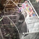 Photo de chat trouvé à Toulouse