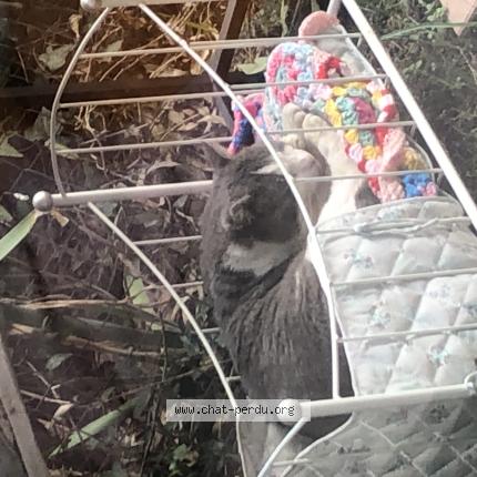 Photo 1/1 Chat trouvé Trouvé à Toulouse