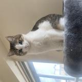 Photo de chat perdu à Reze