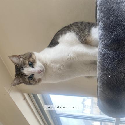 Photo 1/1 Cachou Chat perdu à Reze