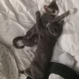 Photo de chat trouvé à Anaheim