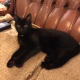 Photo de chat perdu à Treboul Douarnenez