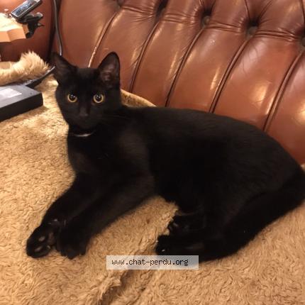 Photo 1/1 Gigi ou Jiji Chat perdu à Treboul douarnenez