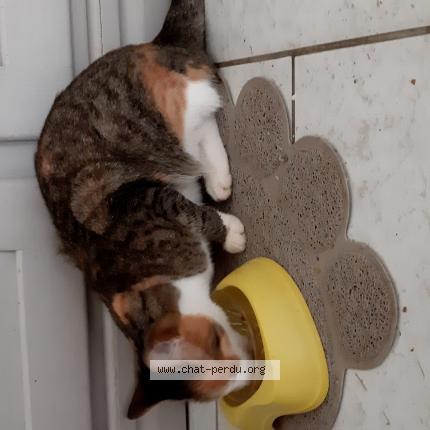 Photo 1/1 Zelda Chat perdu à Montertelot