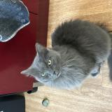 Photo de chat perdu à Le Mans