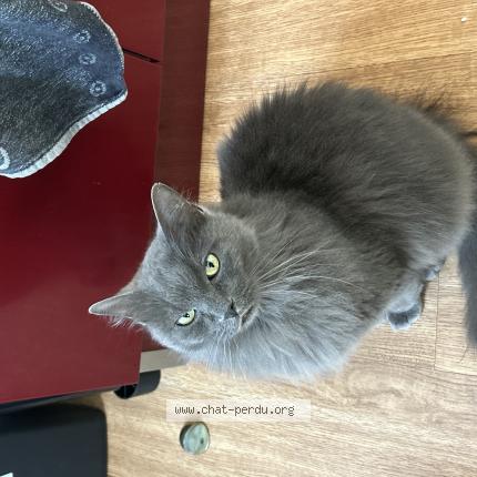 Photo 1/1 Chat retrouvé Perdu à Le mans