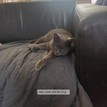 Photo 1/1 P&Eacute;PITE Chat perdu à Pecq