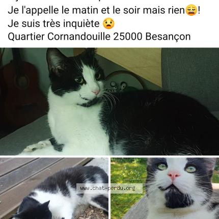 Photo de chat perdu à Besancon