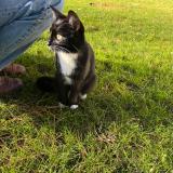 Photo de chat trouvé à Versailles