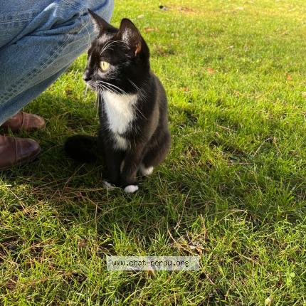 Photo 1/1 Chat trouvé Trouvé à Versailles