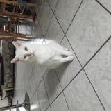 Photo de chat perdu à Divatte Sur Loire