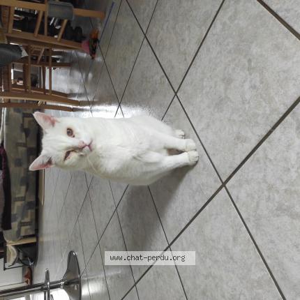 Photo 1/1 Latios Chat perdu à Divatte sur loire