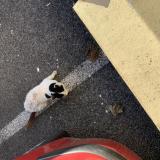 Photo de chat trouvé à Amiens