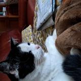 Photo de chat perdu à Laval