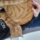 Photo de chat perdu à Chens Sur Leman