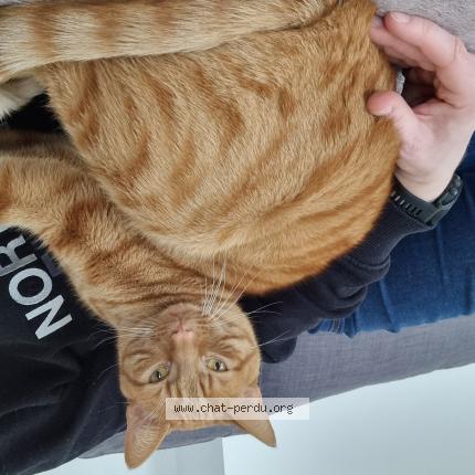 Photo 1/1 Nugget Chat perdu à Chens sur leman