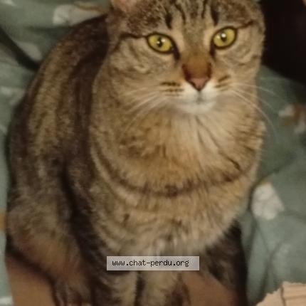 Photo 1/1 Kira Chat perdu à Roissard